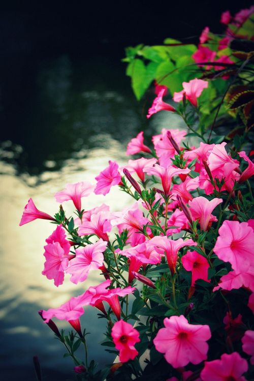 flowers petunias pink