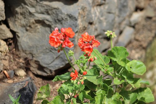 flowers  red  castilleja