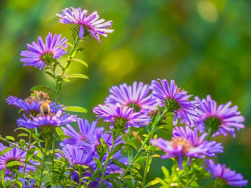 flowers  backlighting  garden