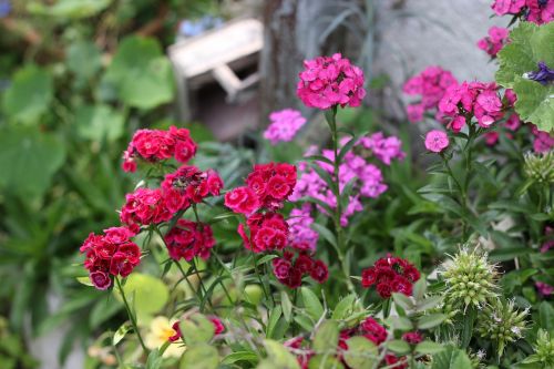 flowers garden plants