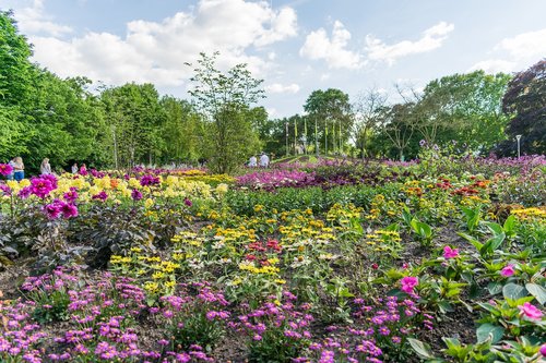 flowers  plant  luisenpark