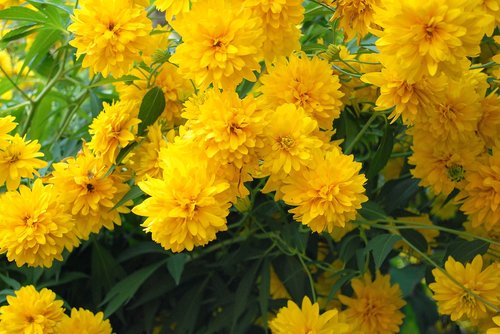 flowers  yellow  yellow flowers