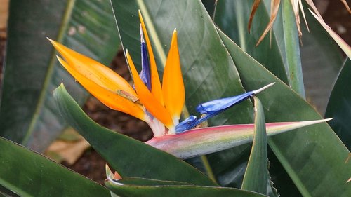 flowers  plant  nature