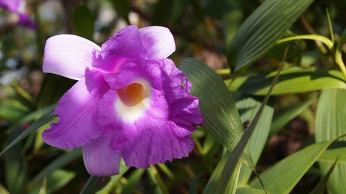 flowers  plant  nature