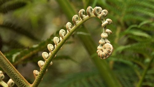 flowers  plant  nature