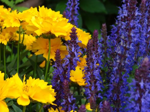 flowers yellow blue