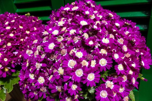 flowers  violet  nature
