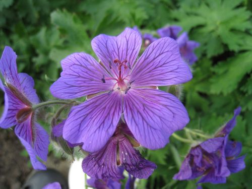 flowers cranesbill blue