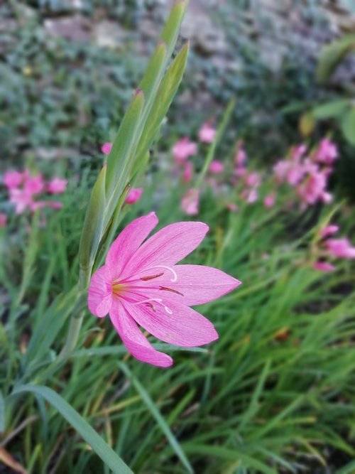 flowers  garden  pink