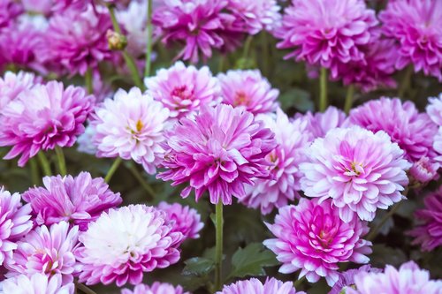 flowers  chrysanthemum  plant