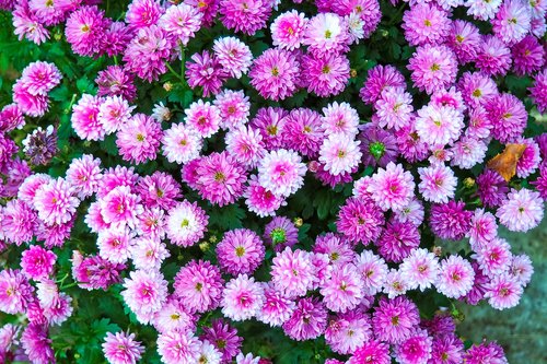 flowers  chrysanthemum  plant