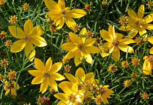 flowers  yellow  garden