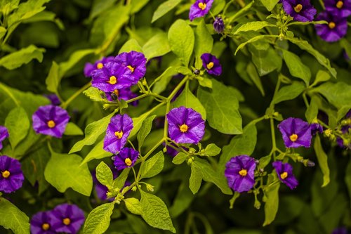 flowers  nature  blossom