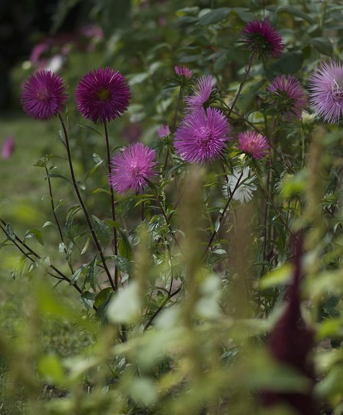 flowers  garden  plant