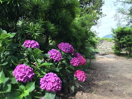 flowers  views  hydrangea