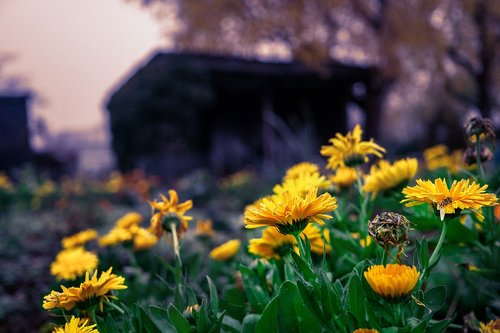 flowers  autumn  nature