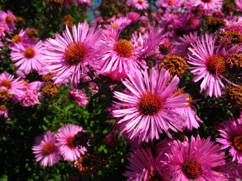 flowers magenta garden