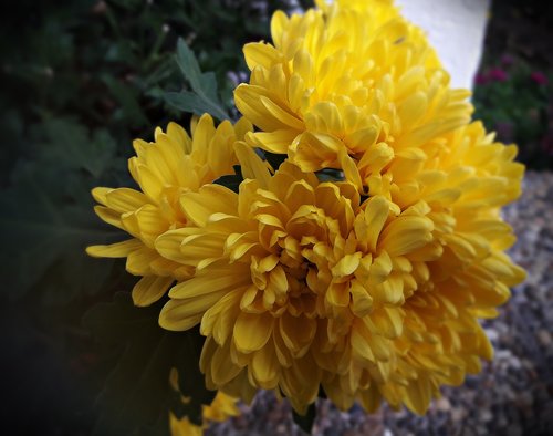 flowers  garden  yellow