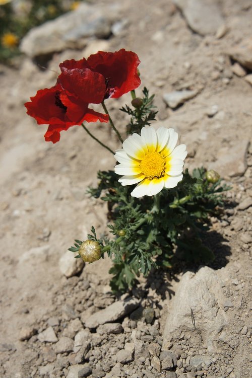 flowers  mack  desert