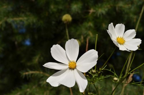 flowers white blossom