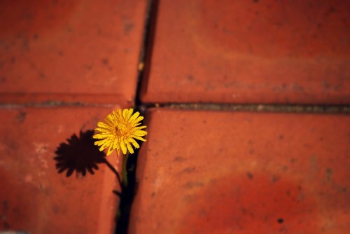 flowers  dandelion  yellow flower