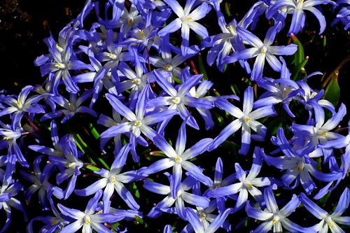 flowers  blue  flourishing