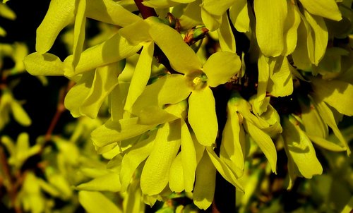 flowers  forsythia  yellow