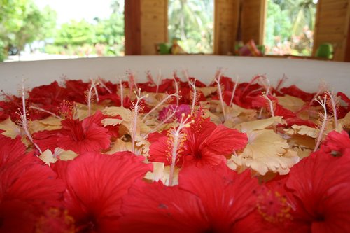 flowers  maldives  floral display