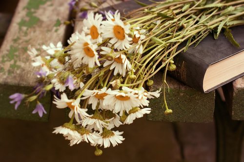 flowers  daisy  chamomile