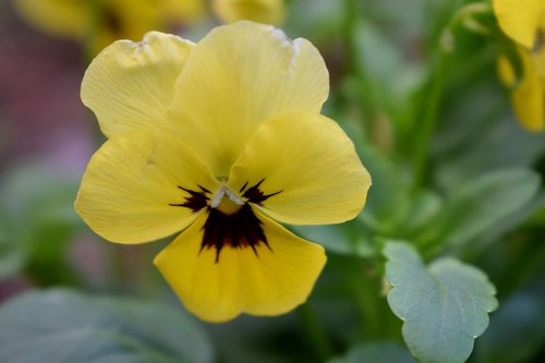 flowers  nature  garden