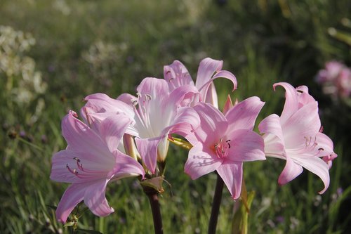 flowers  nature  uruguay