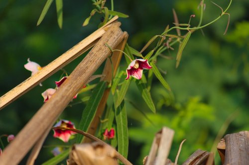 flowers  red flowers  weeds