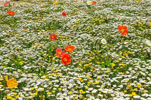 flowers  poppy  park