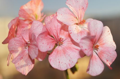 flowers  geranium  sun