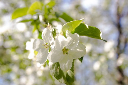 flowers  apple tree  kolomna