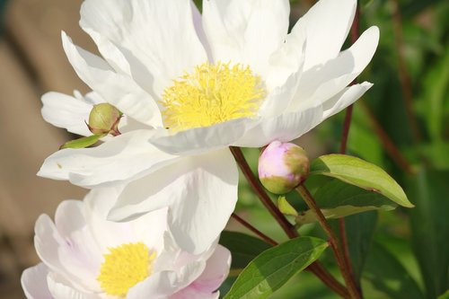 flowers  white  close up