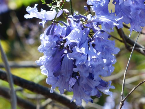 flowers light blue purple