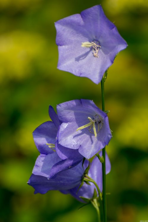 flowers nature summer