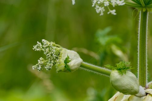 flowers nature summer