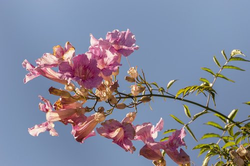 flowers  vine  bignonia pink