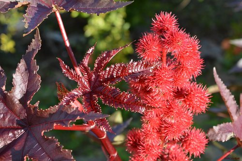 flowers  nature  red