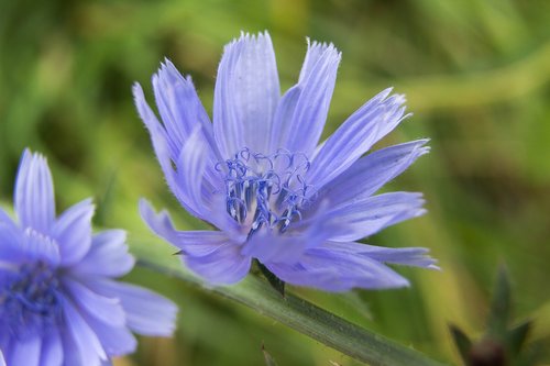 flowers  chicory  nature