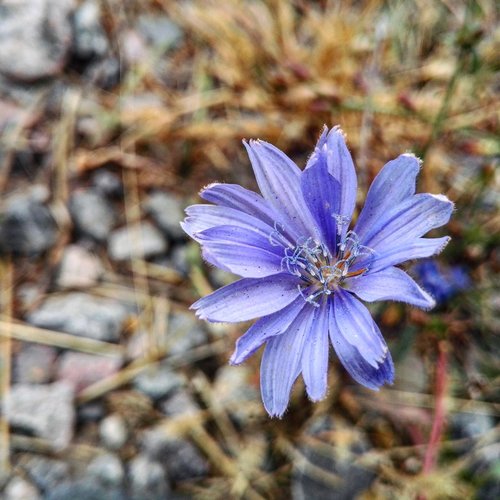 flowers  chicory  nature