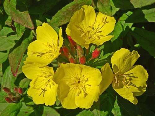 flowers  primroses  yellow