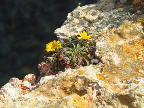 flowers rock slope yellow
