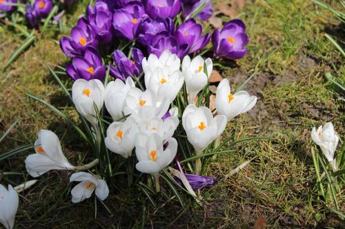 flowers spring landscape