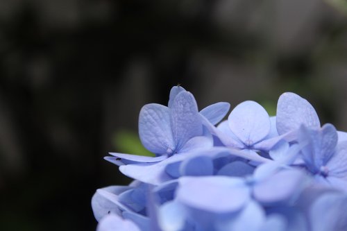 flowers  petal  background