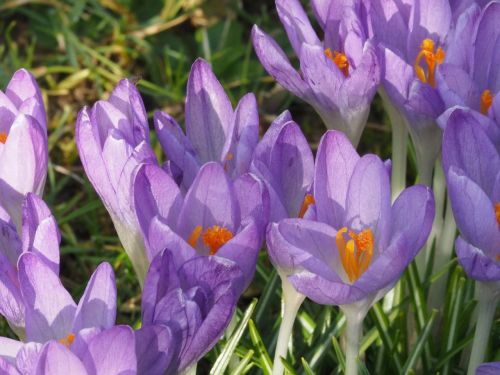 flowers crocus