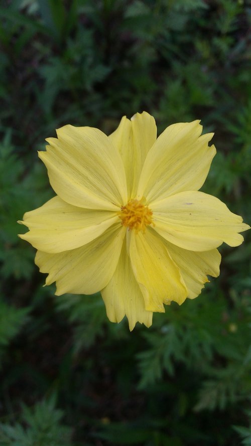 flowers  yellow flowers  flower