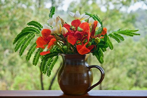 flowers  ornamental  red